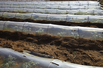 Watermelon planting plastic mulching