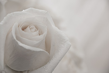 white roses close-up