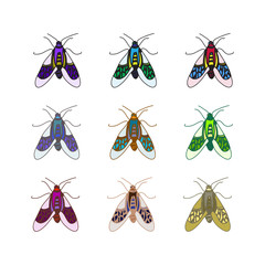 vector color beetle