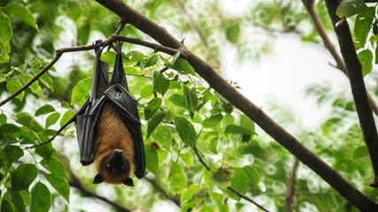 Bat hanging upside down on the tree. - obrazy, fototapety, plakaty