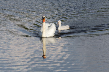 swan with duckling