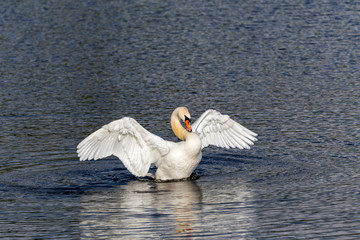 Naklejka premium swan spreading wings