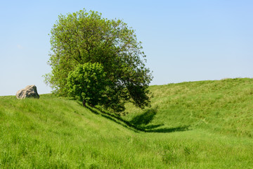 Obraz premium Large Stone and Tree Overhanging Dip in Grass