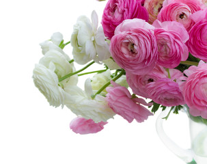 Pink and white ranunculus flowers