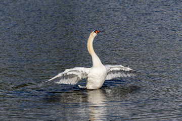 swan flapping wings