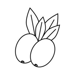 Organic and Healthy food concept represented by olive plant icon. isolated and flat illustration 