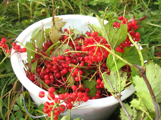 red berries of guelder-rose