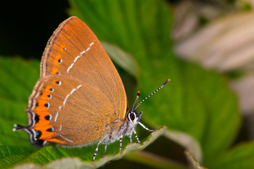 Hairstreak (Satyrium pruni) butterfly