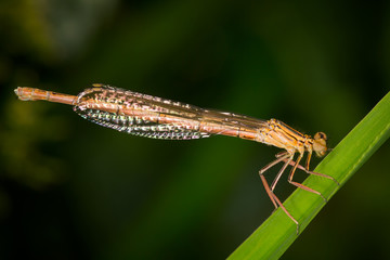 Dragonfly