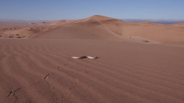 Slow motion shot of sidewinder/Peringuey's adder moving across the sand dune