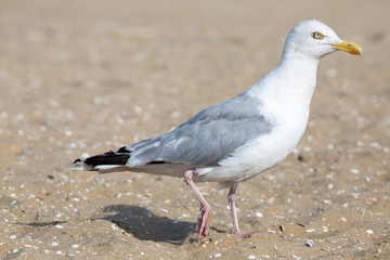 Obraz premium Möwe beim Strandspaziergang