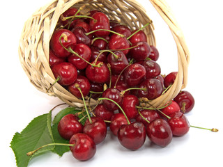 Süßkirschen, Prunus avium,  Ernte