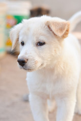 Baby dog white and cute.