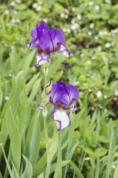 big purple iris with white streaks