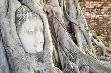 Head of buddha statue in tree roots at Wat Mahathat temple, Ayutthaya, Thailand