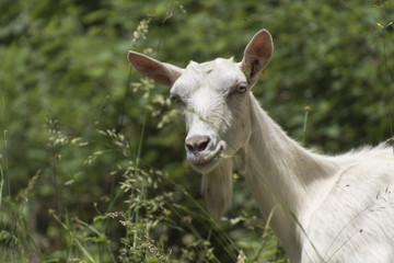 goat grazing in the mountains