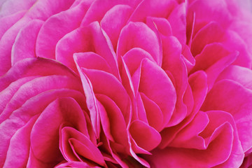 Obraz premium Petals pink tea rose