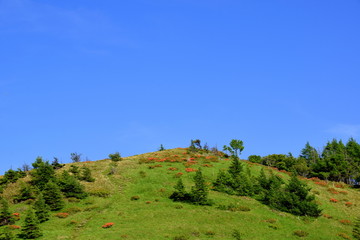 Obraz premium ツツジが咲く高原