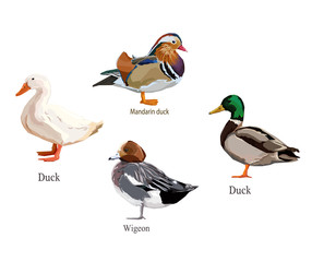 Naklejka premium vector illustration duck, vector set duck