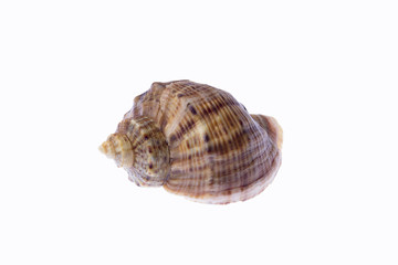 Sea snail isolated on a white background.