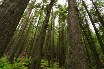 Obraz premium Glacier National Park - Fallen Tree.