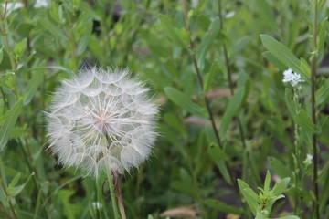Blown white dandelion in the grass