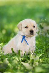 adorable labrador retriever puppy outdoors © otsphoto
