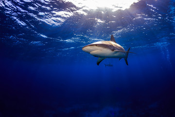 Fototapeta premium Caribbean reef shark swimming under the surface with sunbeams an