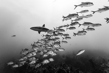 Black and white capture of school of jack fish and a Caribbean r
