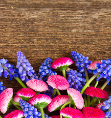 Muscari and Daisy Flowers