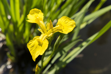 yellow iris flower water