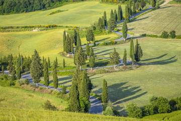 road with cypresses trees in summer day in Tuscany in Italy