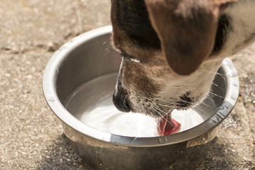 Hund trinkt Wasser - Jack Russell Terrier