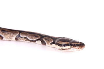 snake