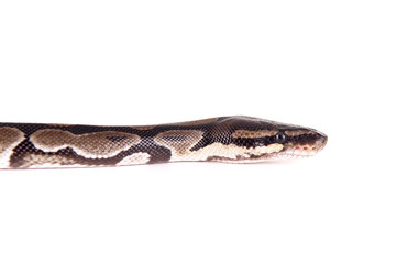 snake