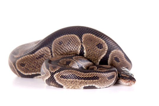 snake