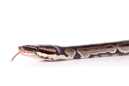 snake