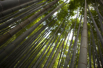 Hōkoku-ji Temple : A Secluded Bamboo Forest