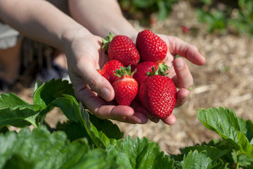 Hands holding strawberries