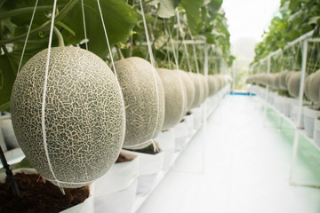 Honeydew melon fruit in greenhouse save for toxic ans chemical