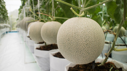 Honeydew melon fruit in greenhouse save for toxic ans chemical