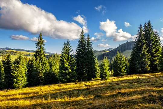 Fototapeta coniferous forest on a  mountain hill side
