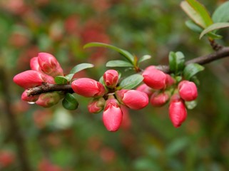 buds and flowers of Chaenomeles japonica bush at spring