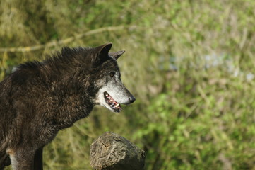 loup