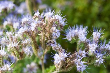 Phacelia tanacetifolia