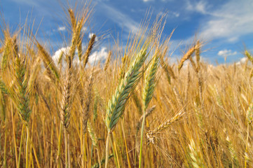 Close up photo of barley field