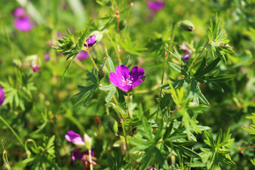 purple meadow flowers