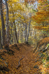 Lichtspiel in herbstliche verfärbtem Laubwald mit blauem Himmel