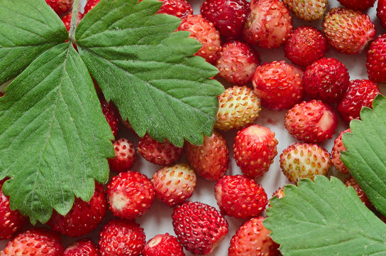 berries of wild strawberry