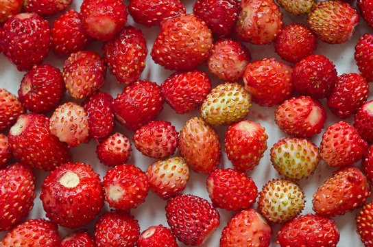 berries of wild strawberry